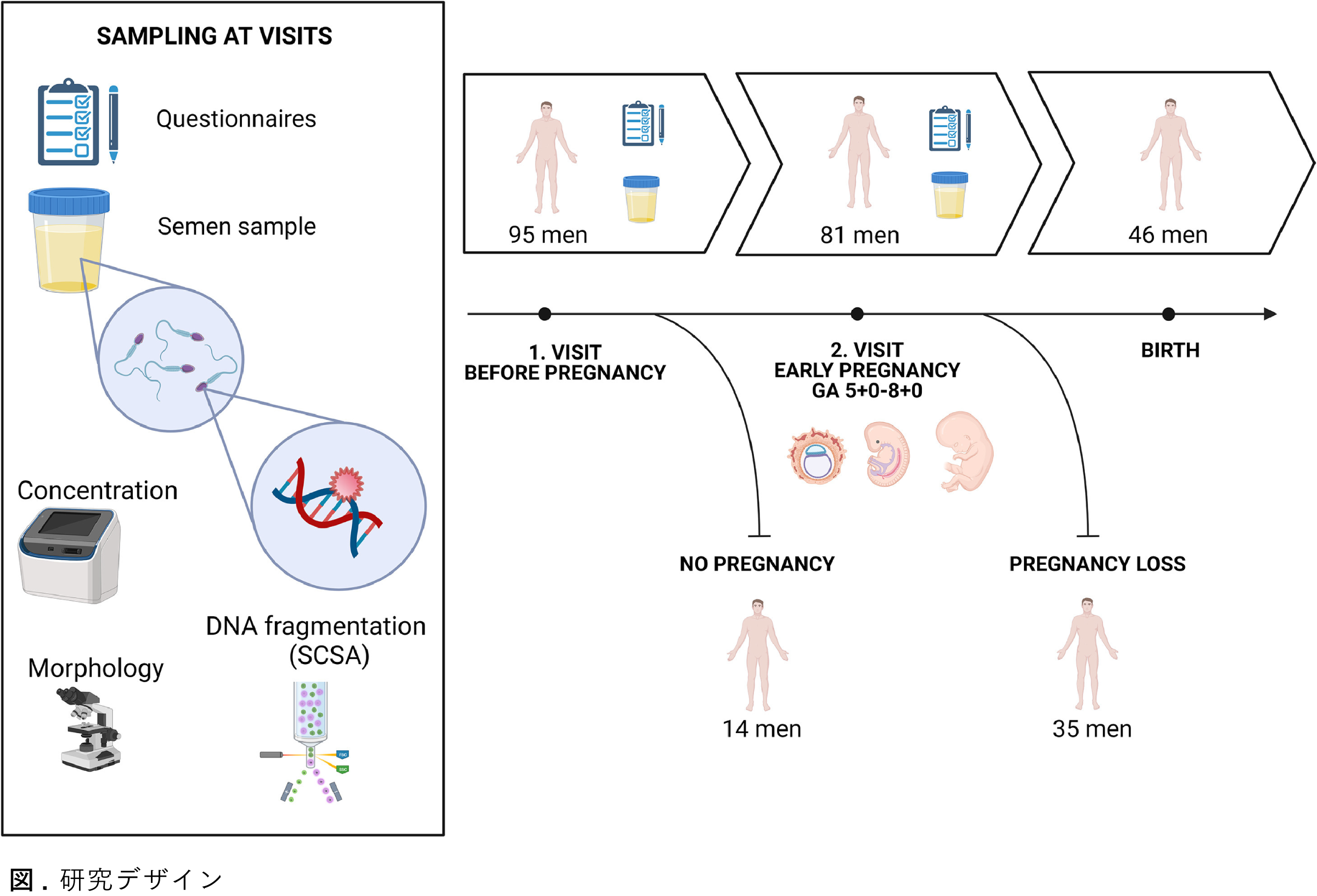 Graphical Abstract 反復性流産におけるDNA断片化を含む精子パラメータによる生殖予後のプロスペクティブ研究