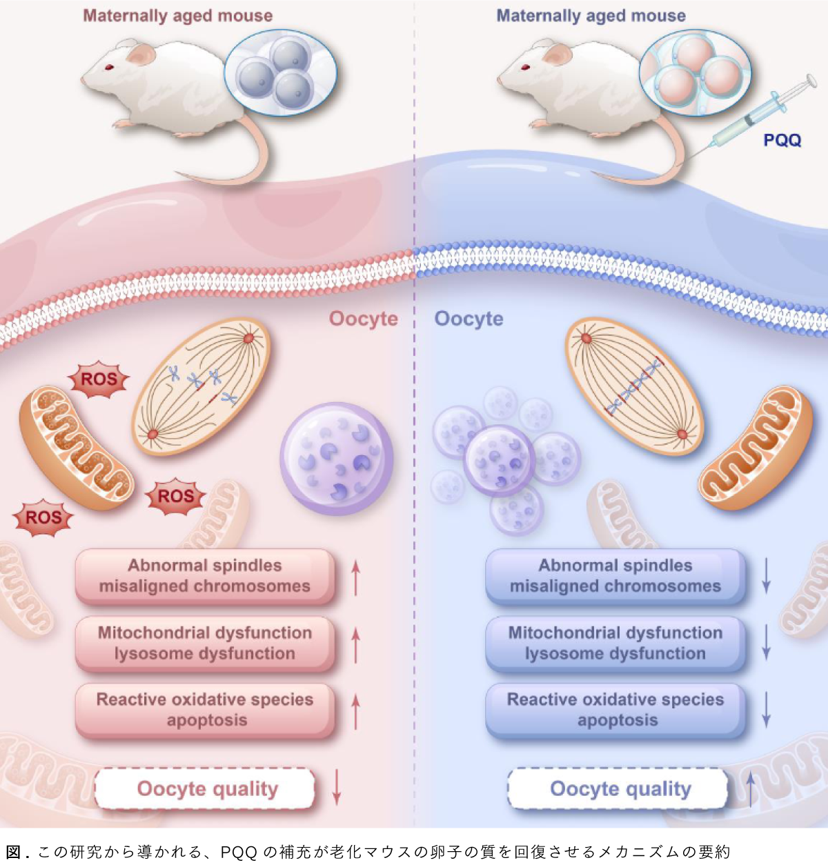 Graphical Abstract ピロロキノリン-キノンの補充は、高齢モデルマウスにおいて卵巣機能と卵子の質を回復させる