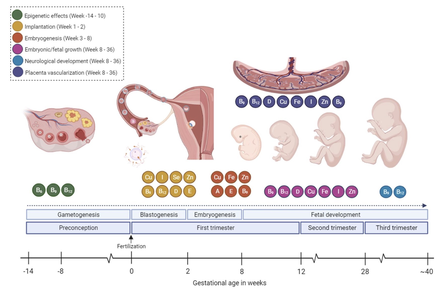 Graphical Abstract 受精前後のマルチビタミンミネラル補充と胚発育、成長、出生転帰：ロッテルダム周産期コホート